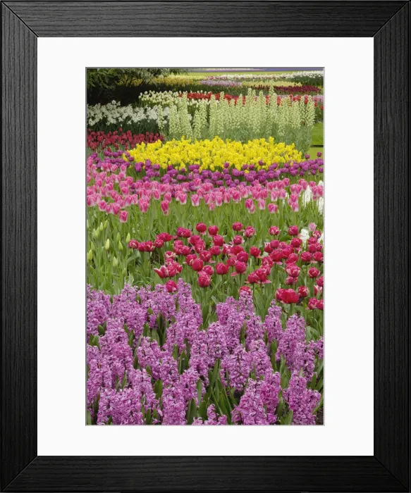 Framed Print : DDE-90032986 Framed Print : DDE-90032986