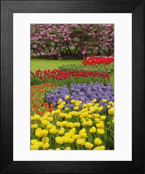 Framed Print : DDE-90032985 Framed Print : DDE-90032985
