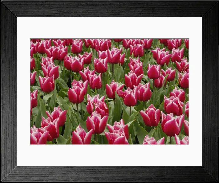 Framed Print : DDE-90032988