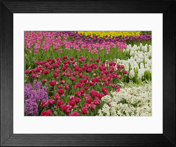 Framed Print : DDE-90032987 Framed Print : DDE-90032987