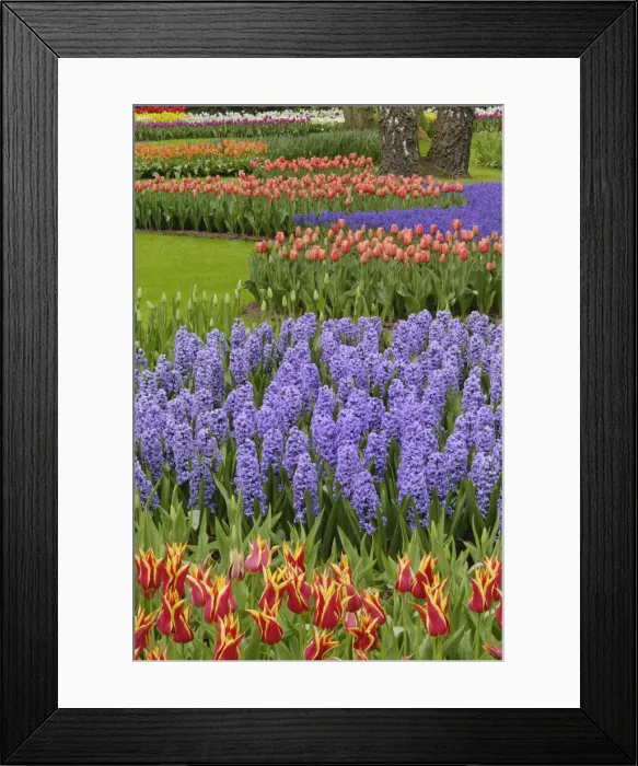 Framed Print : DDE-90032991 Framed Print : DDE-90032991