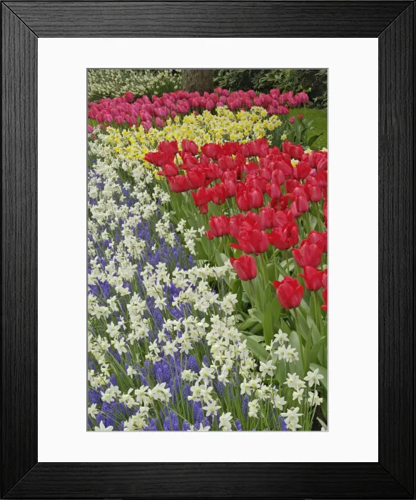 Framed Print : DDE-90032993 Framed Print : DDE-90032993