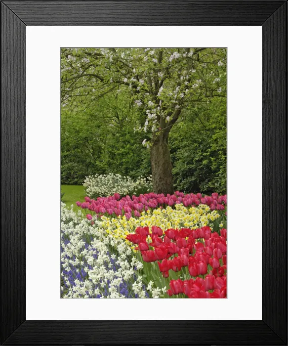 Framed Print : DDE-90032994