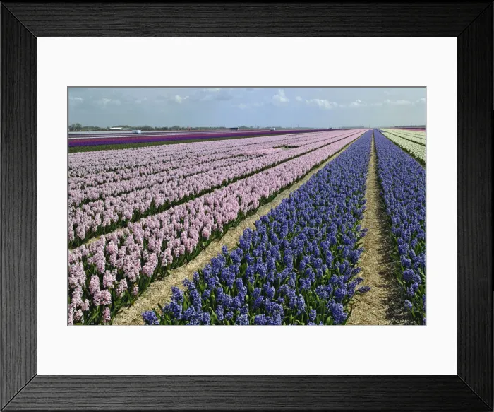 Framed Print : DDE-90032998