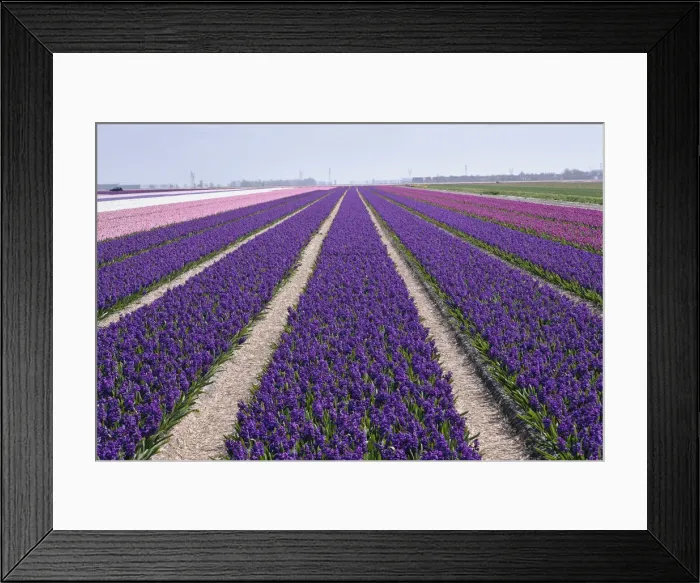 Framed Print : DDE-90032999 Framed Print : DDE-90032999