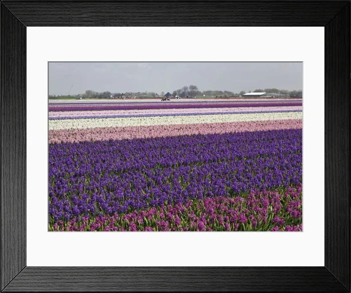 Framed Print : DDE-90033000 Framed Print : DDE-90033000