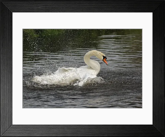 Framed Print : DDE-90033010