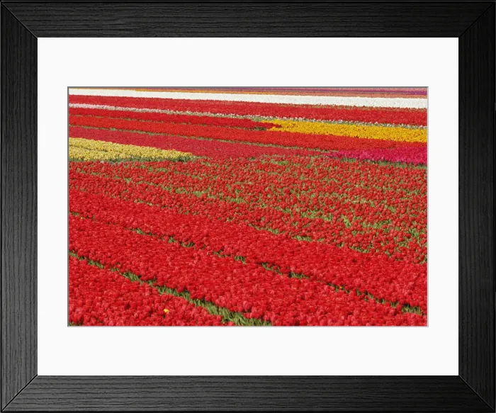 Framed Print : DDE-90033012 Framed Print : DDE-90033012