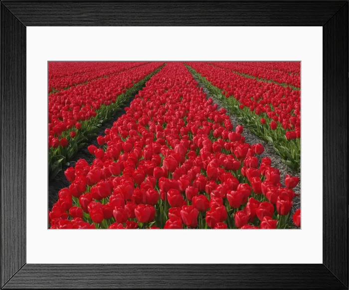 Framed Print : DDE-90033013 Framed Print : DDE-90033013