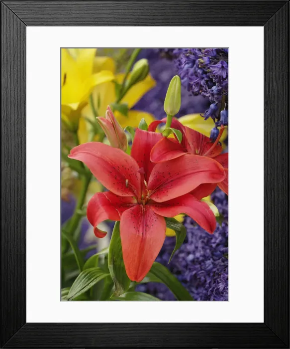 Framed Print : DDE-90033016 Framed Print : DDE-90033016