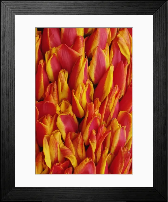 Framed Print : DDE-90033017 Framed Print : DDE-90033017