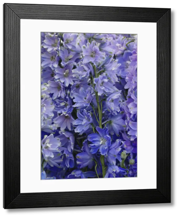 Framed Print : DDE-90033019 Framed Print : DDE-90033019