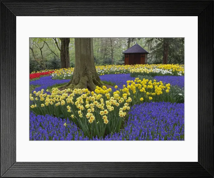 Framed Print : DDE-90033022