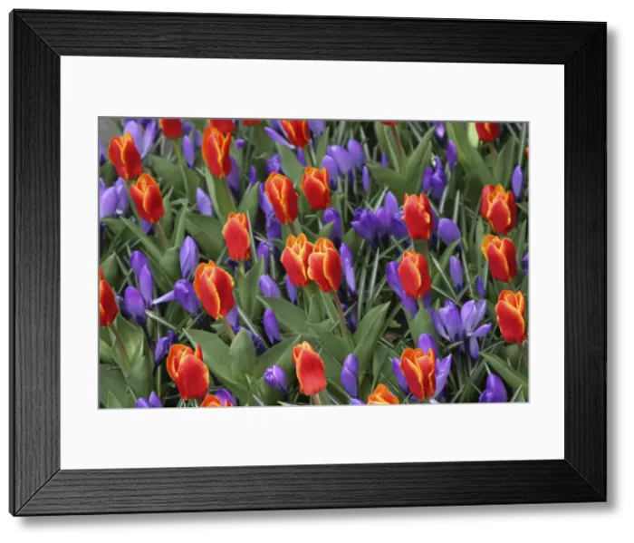 Framed Print : DDE-90033052 Framed Print : DDE-90033052