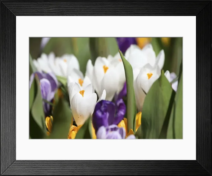 Framed Print : DDE-90033059 Framed Print : DDE-90033059
