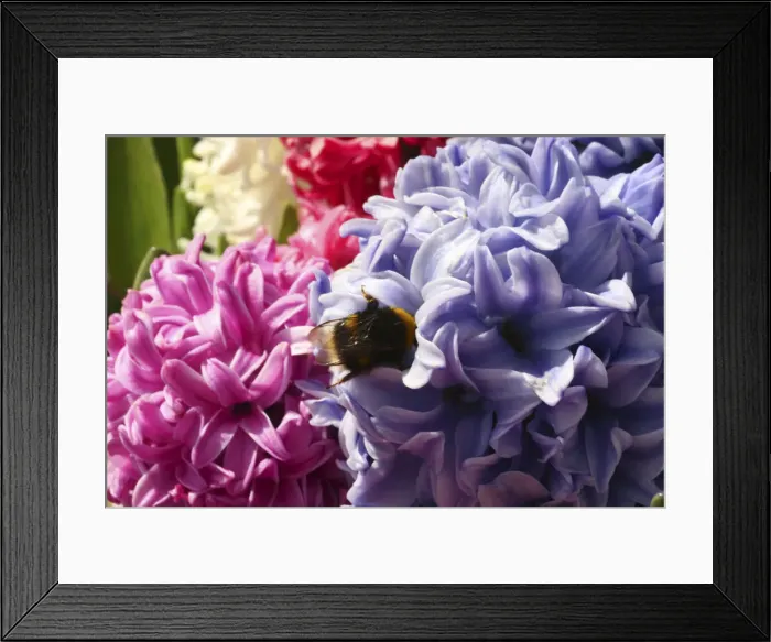 Framed Print : DDE-90033060 Framed Print : DDE-90033060