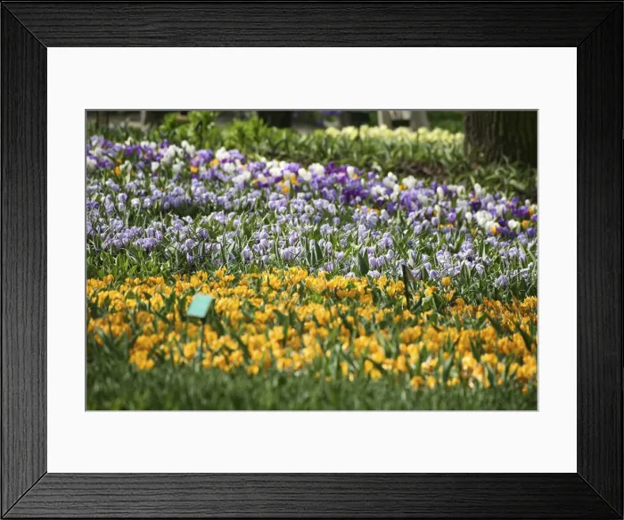 Framed Print : DDE-90033058 Framed Print : DDE-90033058