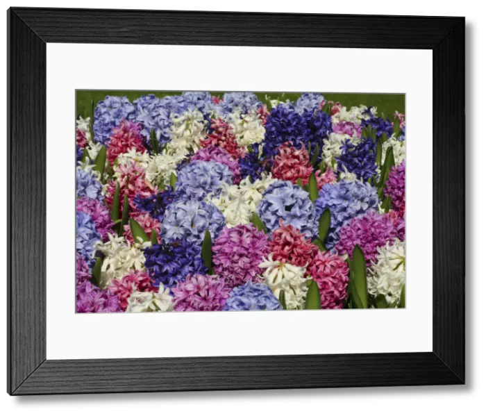 Framed Print : DDE-90033061