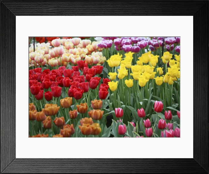 Framed Print : DDE-90033064 Framed Print : DDE-90033064