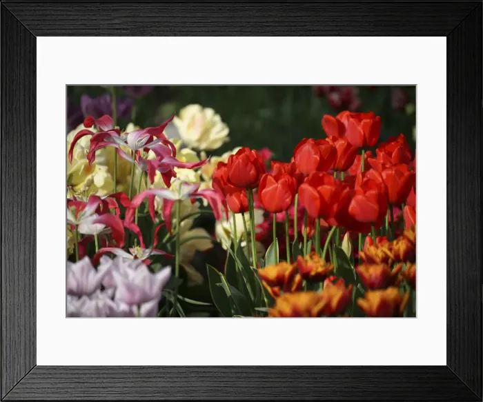 Framed Print : DDE-90033066 Framed Print : DDE-90033066