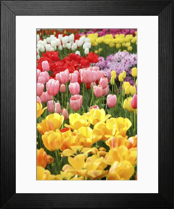 Framed Print : DDE-90033067