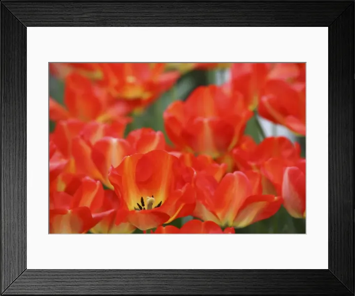 Framed Print : DDE-90033065 Framed Print : DDE-90033065