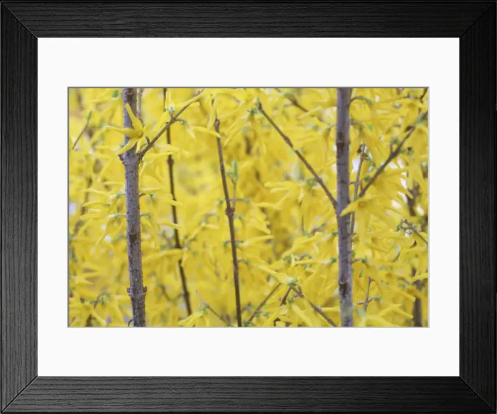 Framed Print : DDE-90033069 Framed Print : DDE-90033069
