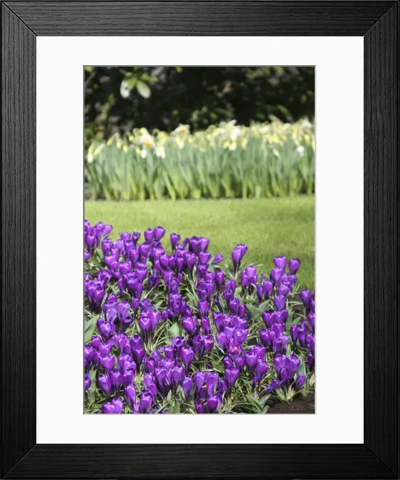 Framed Print : DDE-90033070