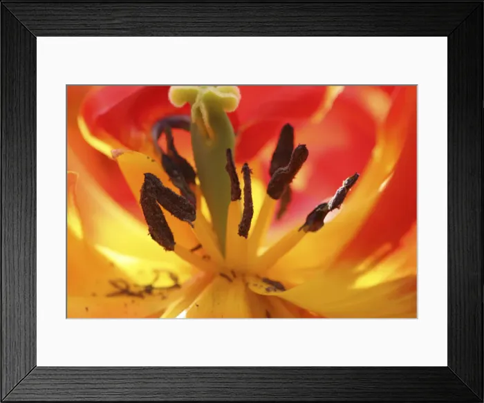 Framed Print : DDE-90033068 Framed Print : DDE-90033068