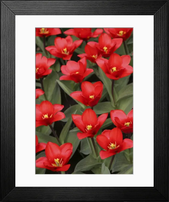 Framed Print : DDE-90033072 Framed Print : DDE-90033072