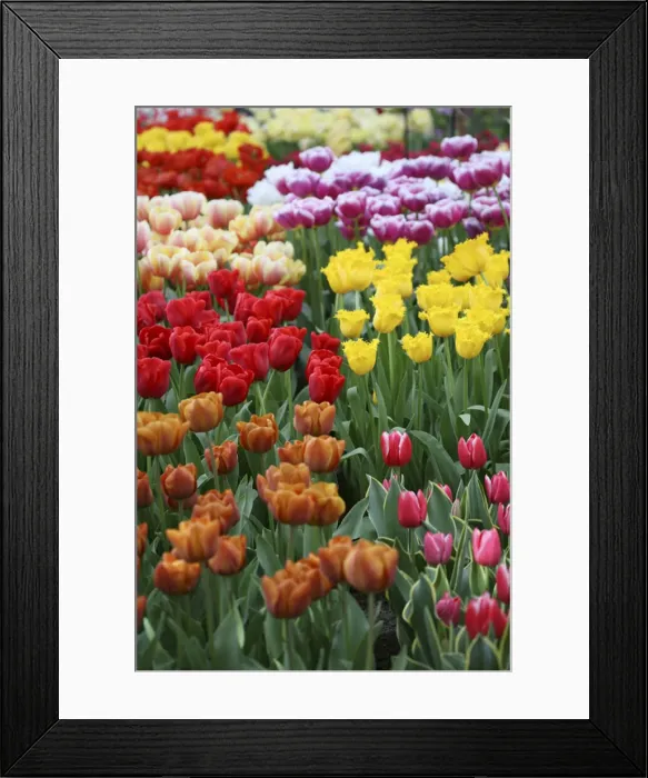 Framed Print : DDE-90033074 Framed Print : DDE-90033074