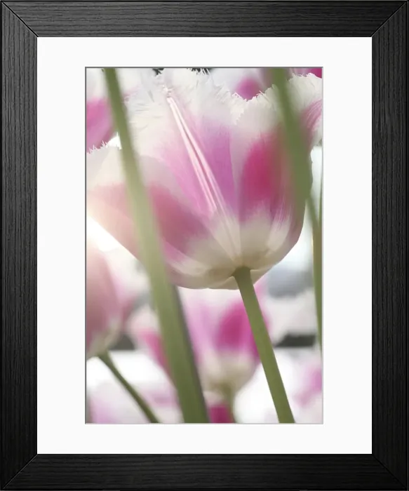 Framed Print : DDE-90033075 Framed Print : DDE-90033075