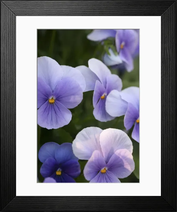 Framed Print : DDE-90033076 Framed Print : DDE-90033076