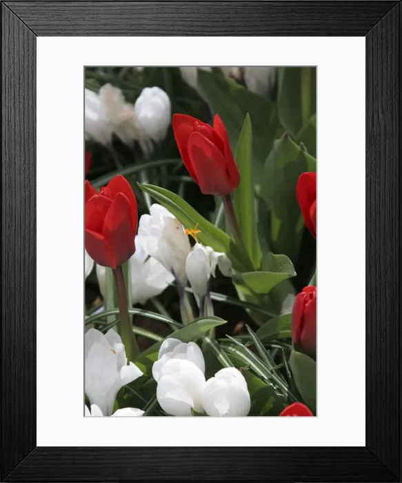 Framed Print : DDE-90033071 Framed Print : DDE-90033071