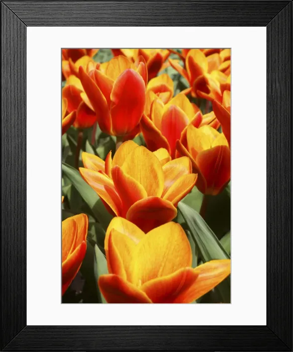Framed Print : DDE-90033078 Framed Print : DDE-90033078