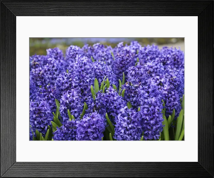 Framed Print : DDE-90033079 Framed Print : DDE-90033079