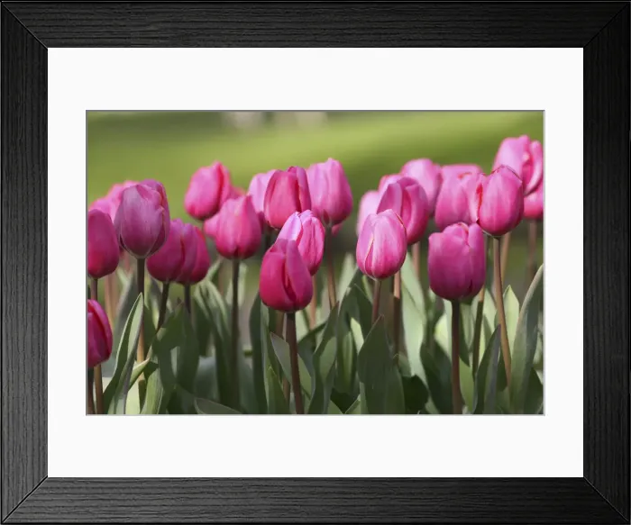 Framed Print : DDE-90033080 Framed Print : DDE-90033080
