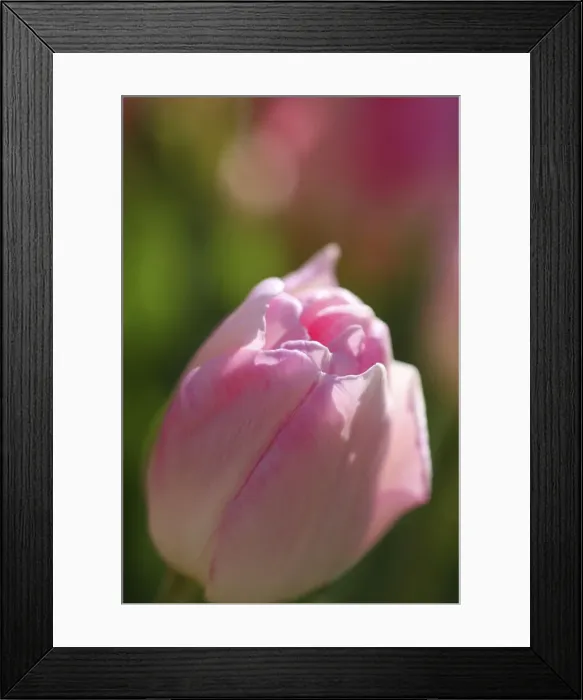 Framed Print : DDE-90033077 Framed Print : DDE-90033077