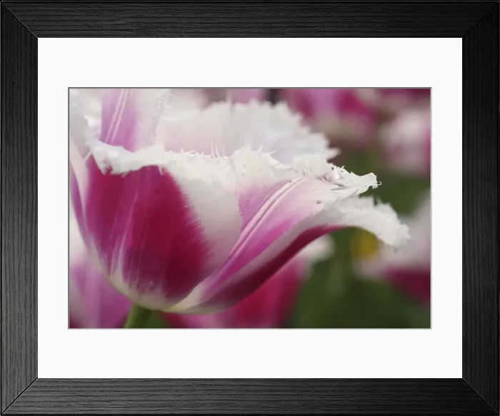 Framed Print : DDE-90033082 Framed Print : DDE-90033082