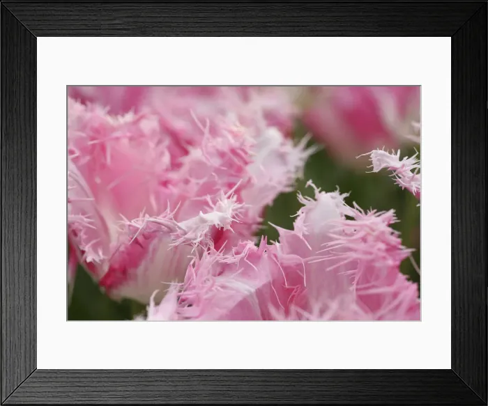 Framed Print : DDE-90033083 Framed Print : DDE-90033083