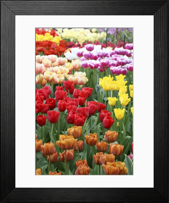 Framed Print : DDE-90033081 Framed Print : DDE-90033081