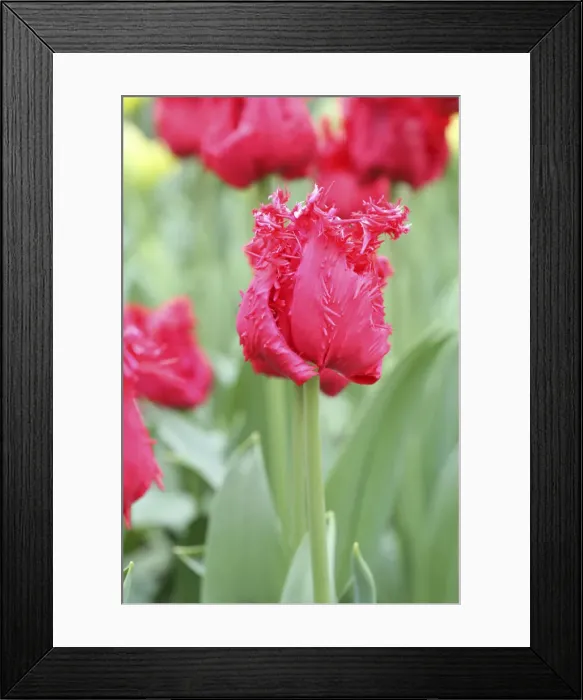 Framed Print : DDE-90033084 Framed Print : DDE-90033084