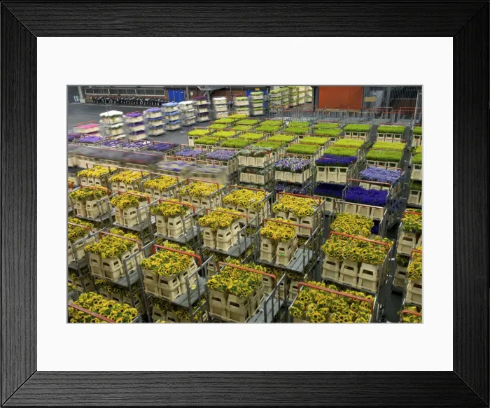 Framed Print : DDE-90033179 Framed Print : DDE-90033179