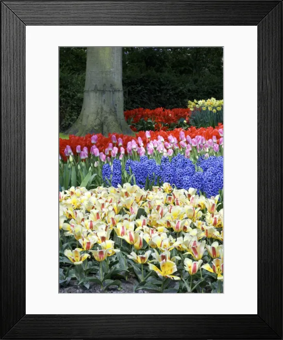 Framed Print : DDE-90033184