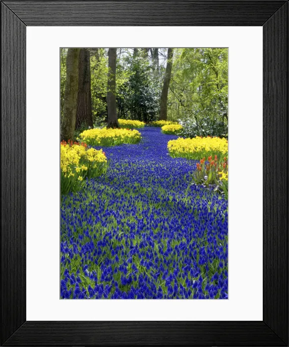 Framed Print : DDE-90033186