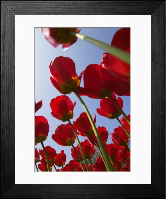 Framed Print : DDE-90033189 Framed Print : DDE-90033189