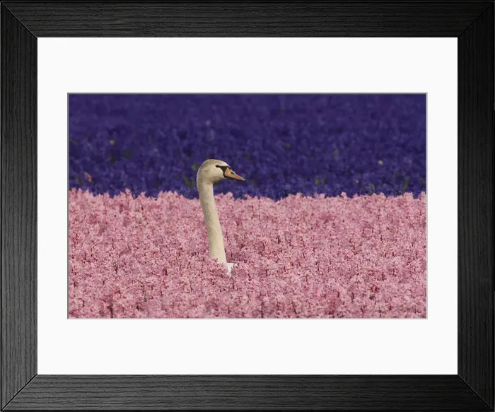 Framed Print : DDE-90033188 Framed Print : DDE-90033188