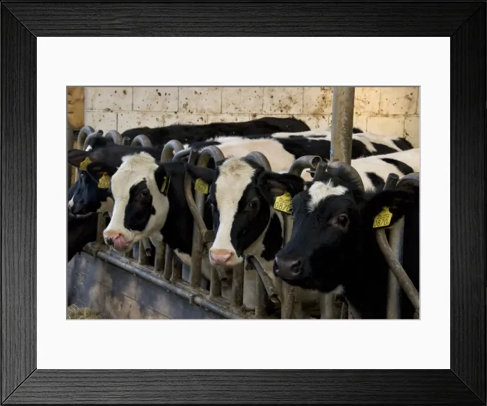 Framed Print : DDE-90033199 Framed Print : DDE-90033199