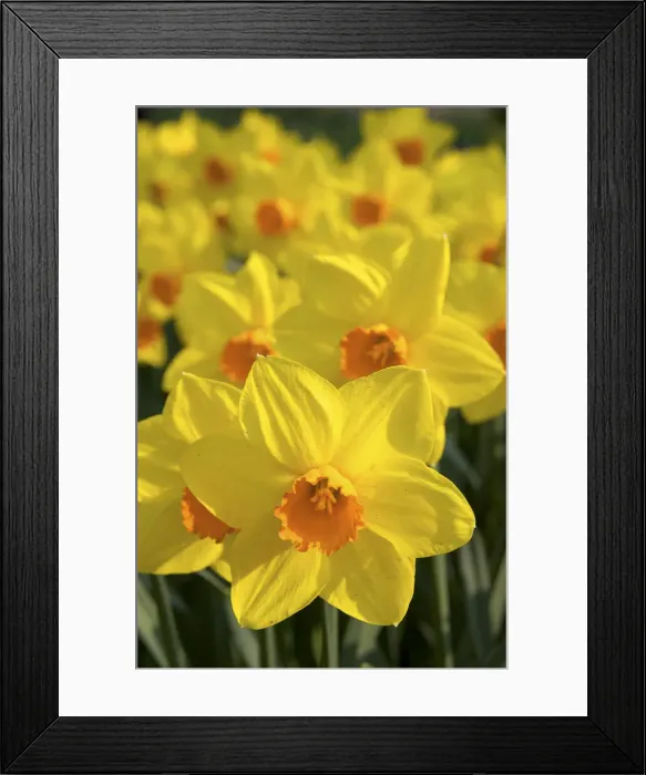 Framed Print : DDE-90033201 Framed Print : DDE-90033201