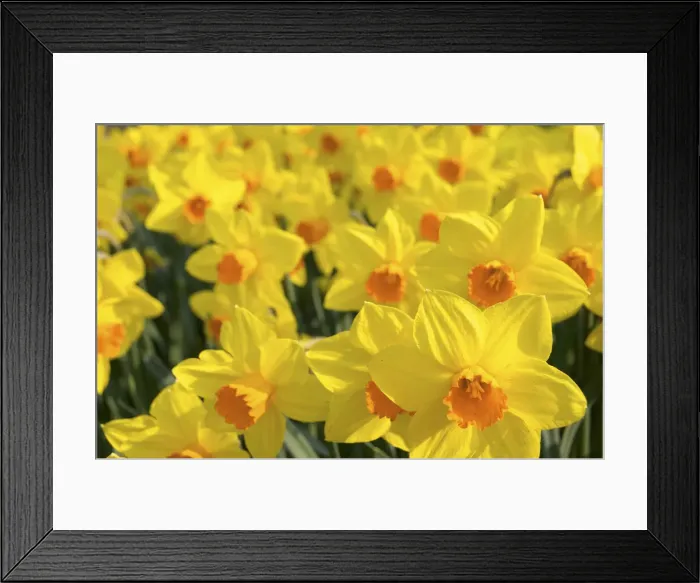Framed Print : DDE-90033202 Framed Print : DDE-90033202